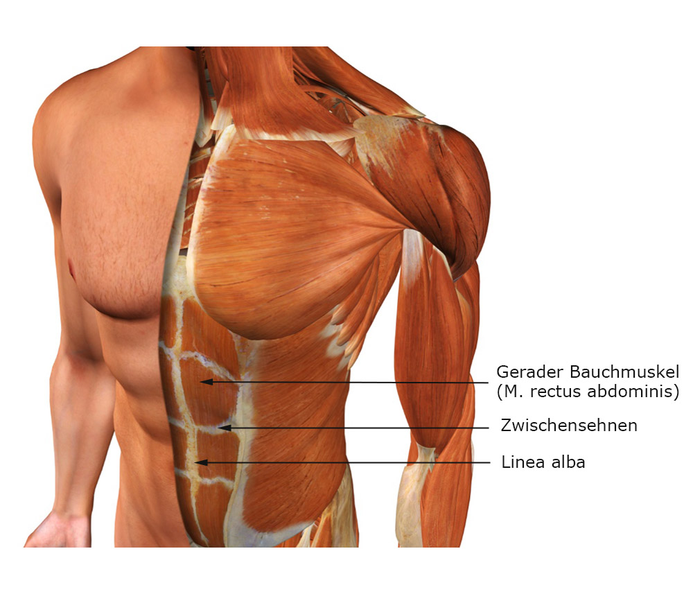 Anatomie der vorderen Bauchmuskulatur