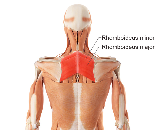 Musculus rhomboideus major, Musculus rhomboideus minor